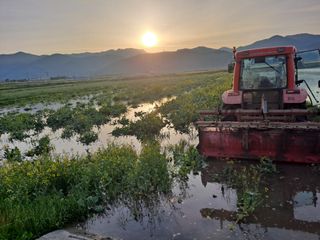 사천시향촌동 돼지띠님의 벼 · 자유게시판 작성글 사진