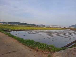 사천시향촌동 돼지띠님의 벼 · 자유게시판 작성글 사진
