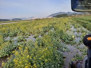 사천시향촌동 돼지띠님의 벼 · 자유게시판 작성글 사진