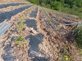 박흥구님의 고추 · 파종•정식 작성글 사진