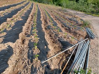 박흥구님의 고추 · 파종•정식 작성글 사진