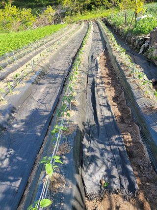 이승남님의 고추 · 일상 작성글 사진