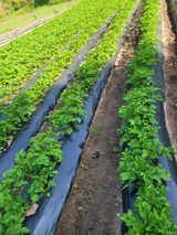 팜모닝 감자·자유게시판 게시글 이미지