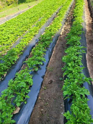 이승남님의 감자 · 자유게시판 작성글 사진