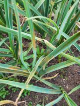 팜모닝 마늘·병해충상담 게시글 이미지