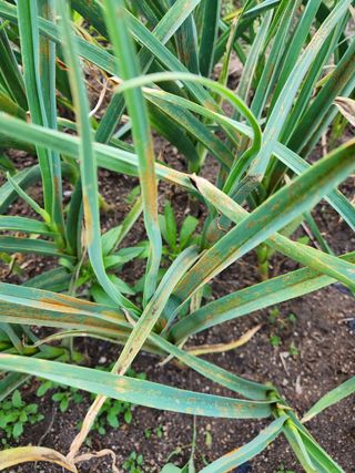 kis님의 마늘 · 병해충상담 작성글 사진