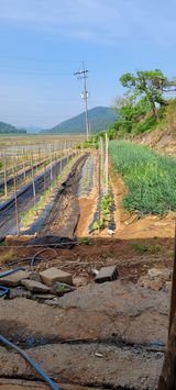 팜모닝 고추·지주설치•유인•성장 게시글 이미지