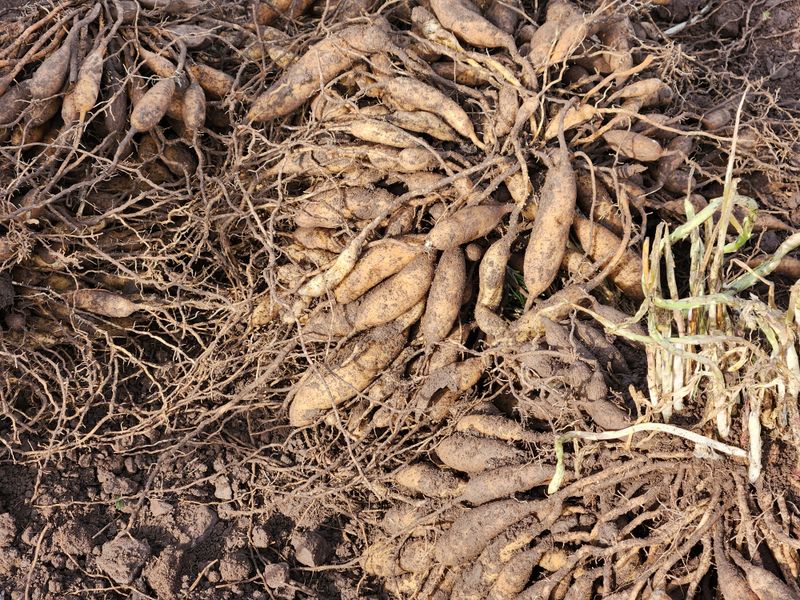 이창신님의 장터 판매 상품 [천문동생물] 첨부 사진