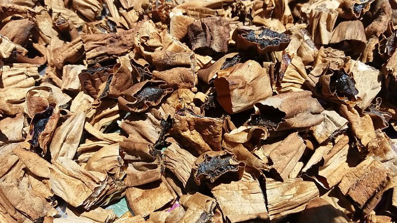 이창신님의 장터 판매 상품 [천문동생물] 첨부 사진