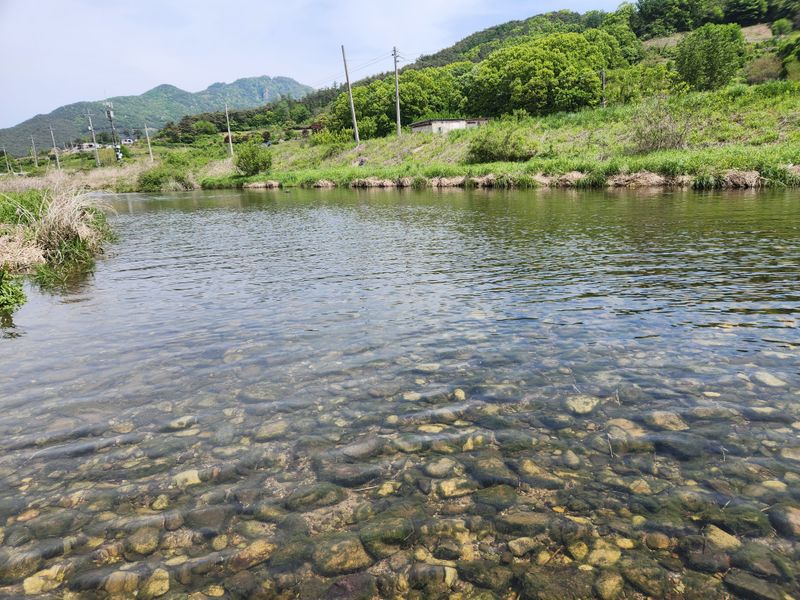 이창신님의 장터 판매 상품 [천문동생물] 첨부 사진