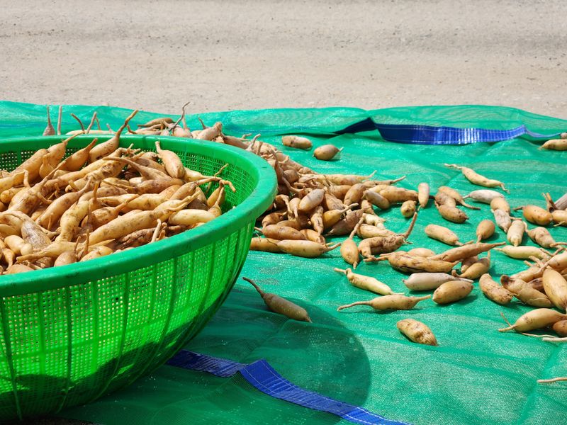 이창신님의 장터 판매 상품 [천문동생물] 첨부 사진