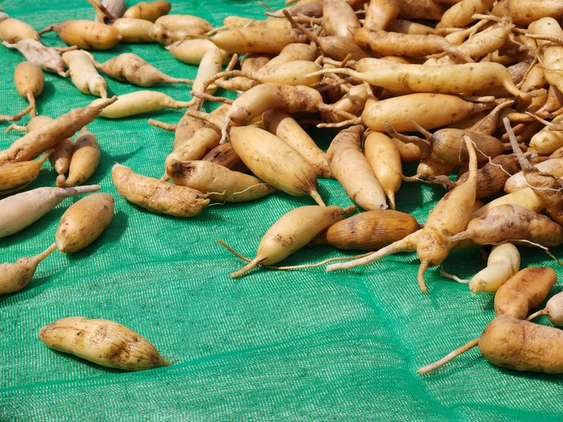 이창신님의 장터 판매 상품 [천문동생물] 첨부 사진