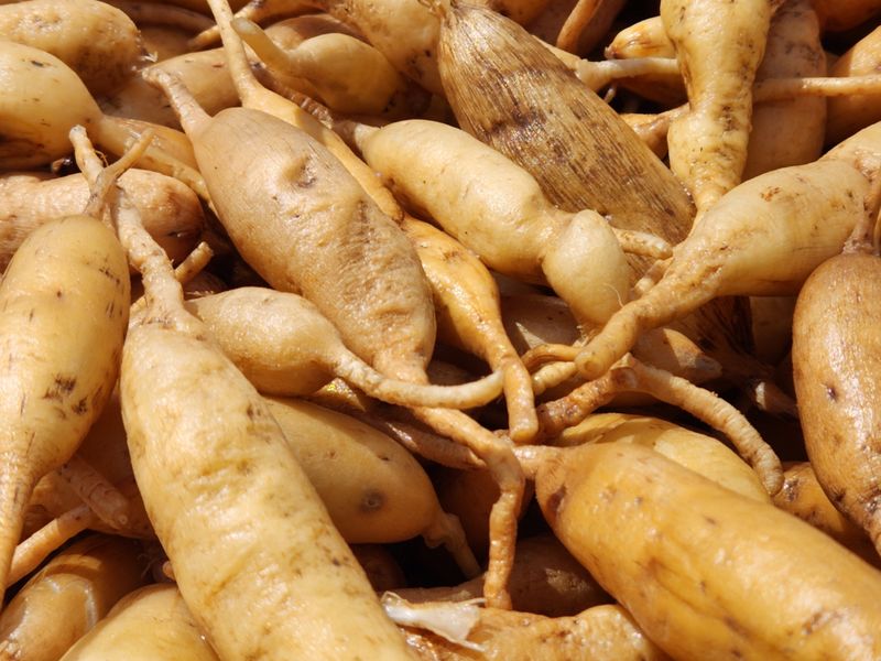 이창신님의 장터 판매 상품 [천문동생물] 첨부 사진