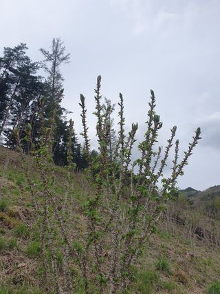 인생은 소풍처럼~님의 두릅 · 수확 작성글 사진