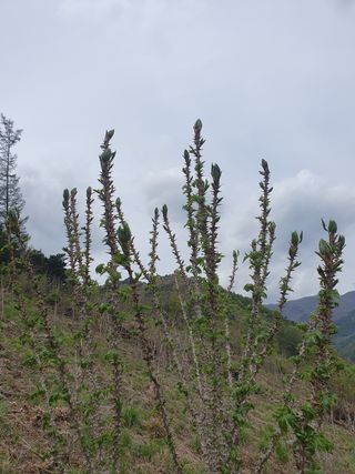 인생은 소풍처럼~님의 두릅 · 수확 작성글 사진