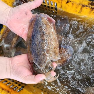 목포 물좋은수산님의 자유주제 · 자유게시판 작성글 사진