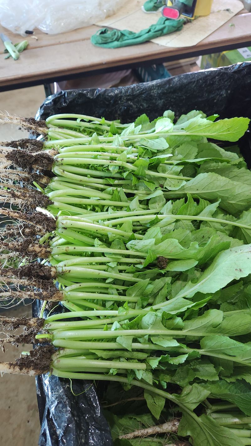 장터 상품 [열무 4키로 얼갈이2키로 ] 썸네일