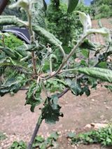 팜모닝 사과·병해충상담 게시글 이미지