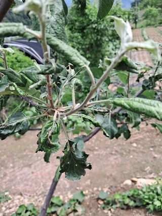 경선님의 사과 · 병해충상담 작성글 사진