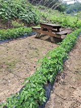 팜모닝 감자·자유게시판 게시글 이미지