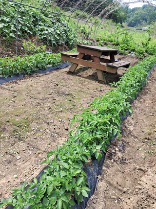 경선님의 감자 · 자유게시판 작성글 사진