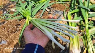 초보농부님의 마늘 · 일상 작성글 사진