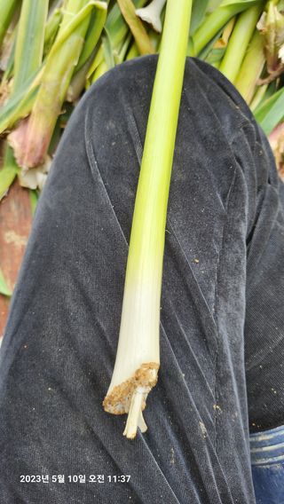 초보농부님의 마늘 · 일상 작성글 사진