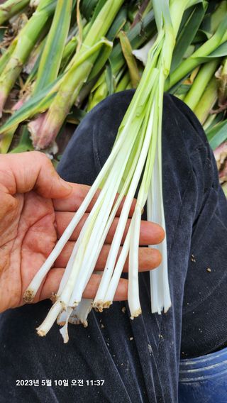 초보농부님의 마늘 · 일상 작성글 사진