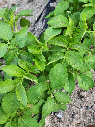 김찬우님의 감자 · 자유게시판 작성글 사진