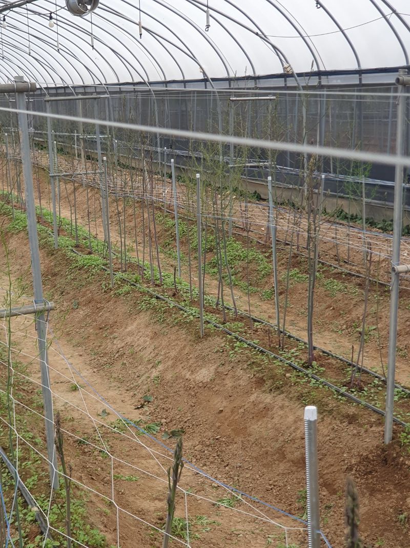 김현정님의 장터 판매 상품 [유기농 보라아스파라거스] 첨부 사진