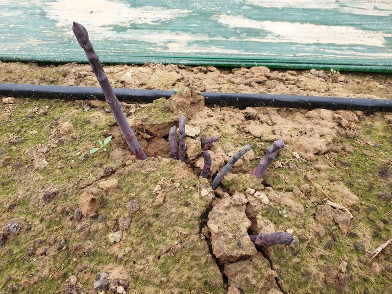 김현정님의 장터 판매 상품 [유기농 보라아스파라거스] 첨부 사진