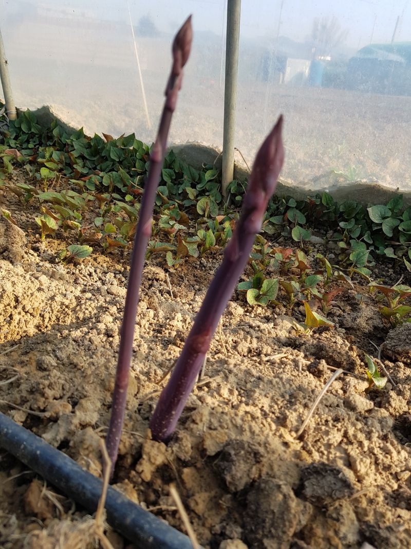 김현정님의 장터 판매 상품 [유기농 보라아스파라거스] 첨부 사진