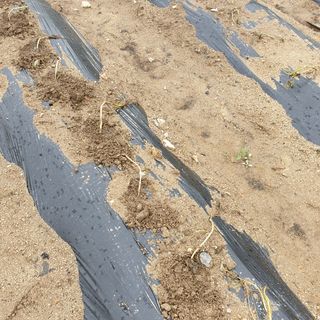 김용호님의 고구마 · 자유게시판 작성글 사진