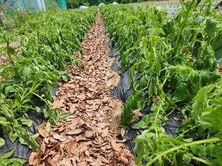 이상보님의 감자 · 자유게시판 작성글 사진