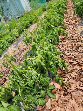 이상보님의 감자 · 자유게시판 작성글 사진