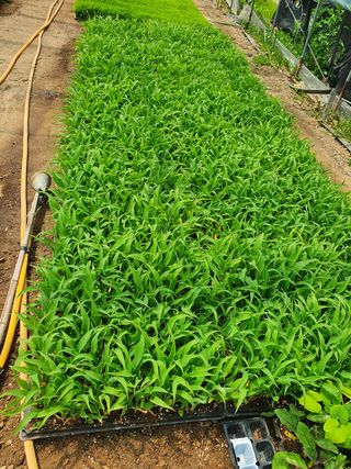 김옥자님의 옥수수 · 자유게시판 작성글 사진