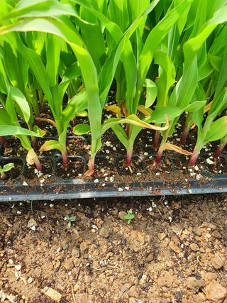 김옥자님의 옥수수 · 자유게시판 작성글 사진