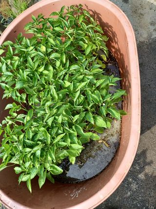 알 수 없음님의 고추 · 파종•정식 작성글 사진