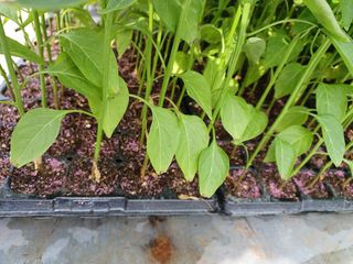 알 수 없음님의 고추 · 파종•정식 작성글 사진