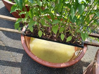 알 수 없음님의 고추 · 파종•정식 작성글 사진