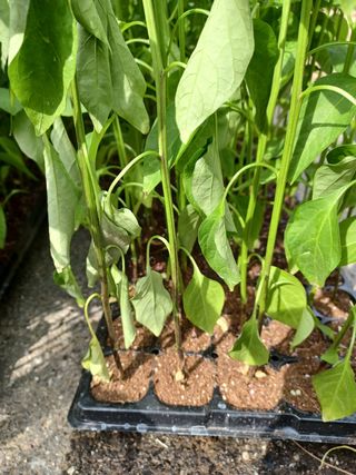 알 수 없음님의 고추 · 파종•정식 작성글 사진