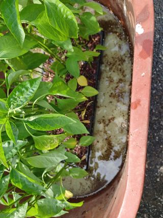 알 수 없음님의 고추 · 파종•정식 작성글 사진