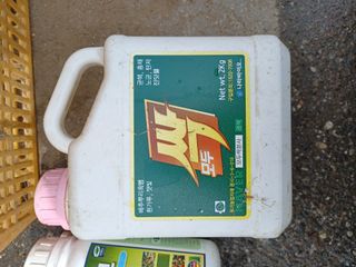 알 수 없음님의 고추 · 파종•정식 작성글 사진