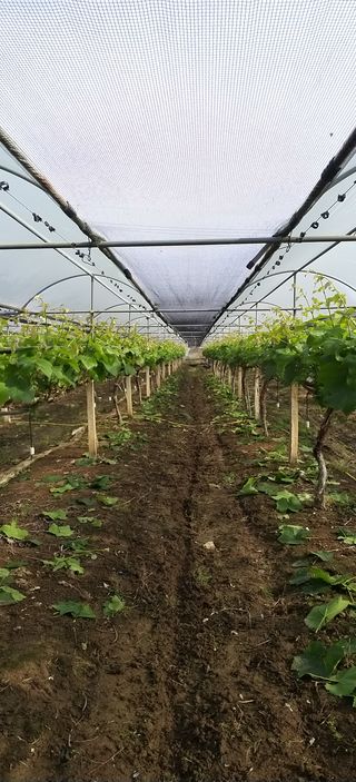 최상수님의 포도 · 자유게시판 작성글 사진