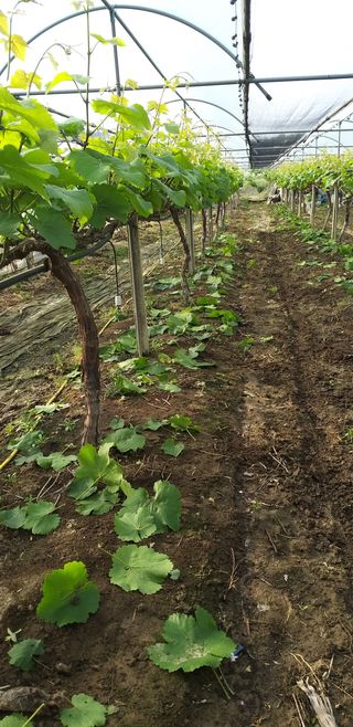 최상수님의 포도 · 자유게시판 작성글 사진