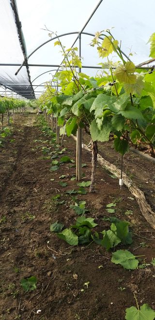 최상수님의 포도 · 자유게시판 작성글 사진