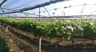 최상수님의 포도 · 자유게시판 작성글 사진