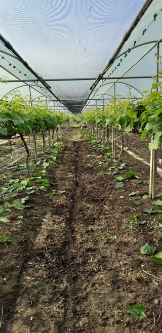 최상수님의 포도 · 자유게시판 작성글 사진