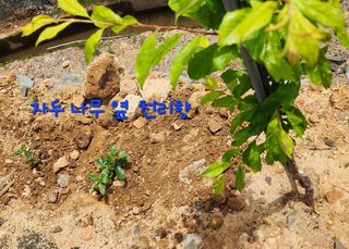 박필진님의 기타작물 · 자유게시판 작성글 사진