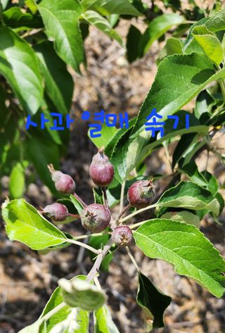 박필진님의 기타작물 · 자유게시판 작성글 사진